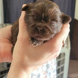 Girl - Liver Shih Tzu puppy in Garland, Texas from Bibi’s Exclusive Shih Tzus