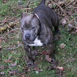 American Bully Puppies from Bolt Action Kennel