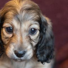 Dachshunds from Golden Moose Homestead