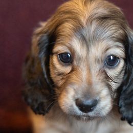 Dachshunds from Golden Moose Homestead
