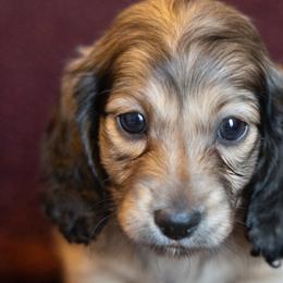 Dachshunds from Golden Moose Homestead
