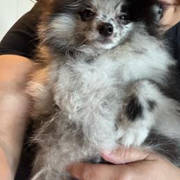 Teddy - Blue merle male Pomeranian puppy in North Port, Florida from POMRITA POM’S