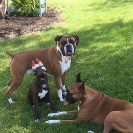 Boxers from CabinCreek Boxers