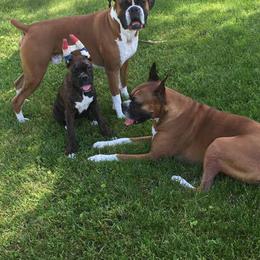 Boxers from CabinCreek Boxers