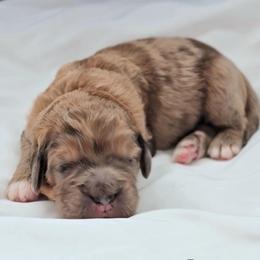 Elmer - Merle-sable male Saint Berdoodle puppy in Battle Ground, Washington from Mad Hatter Farms Saint Berdoodles