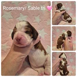 Rosemary - Red and white female English Springer Spaniel puppy in Freeland, Michigan from McNally's Springer Spaniels