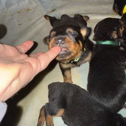 (Sam)antha - Black and rust female Rottweiler puppy in Eagle Mountain, Utah from Woolley Darlings