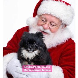 Marlie pet only - Black and tan female Pomeranian puppy in Kentucky from Em&M Pomeranians
