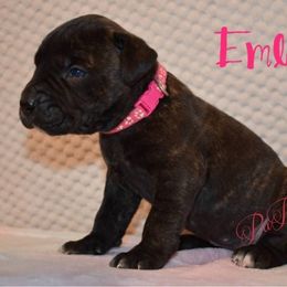 Ember - Tiger female Perro de Presa Canario puppy in El Paso, Texas from PaPaws Gotta Love It Kennels