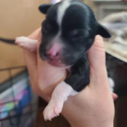 Puppy 1 - Black and white female Chinese Crested puppy in New Castle, Pennsylvania from Long Haul Cresteds & Long Rotts