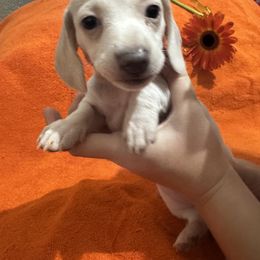 Dachshund All Grown Up from Sandy's Mini Weenies in Cali