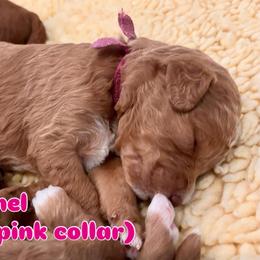 Pink - Red  female Goldendoodle puppy in Guntersville, Alabama from Carefree Goldendoodles