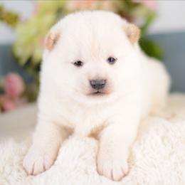 Clarise -FULL AKC REGISTRATION- - Cream female Shiba Inu puppy in Neosho, Missouri from Kenny Cave K9s