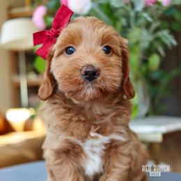 Daisy - Apricot female Goldendoodle puppy in Salado, Texas from Red Ranch Dogs