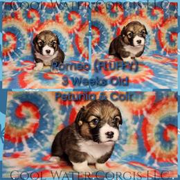 Romeo - Sable male Pembroke Welsh Corgi puppy in Kiowa, Colorado from Cool Water Corgis LLC
