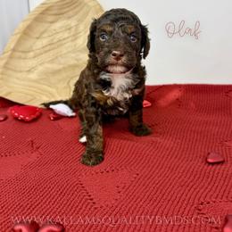 Olaf - Brown and white male Bernedoodle puppy in Owasso, Oklahoma from Kallams Bernedoodles & Bernese Mountain Dogs