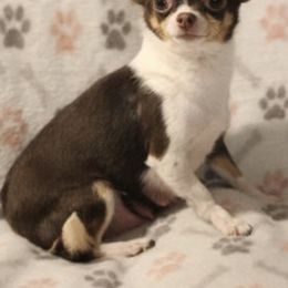 Chihuahuas from Bella's Little Angels