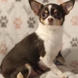 Chihuahuas from Bella's Little Angels