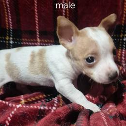 Opie - White and lemon male Teddy Roosevelt Terrier puppy in Murray, Kentucky from Froschwald German Shepherds and Xanadu Teddy Roosevelt Terriers