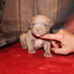 Strauss - Lilac tri-color female American Bully puppy in Orlinda, Tennessee from SimplyBullies
