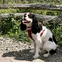 Cavalier King Charles Spaniels from Ayerloom Cavaliers