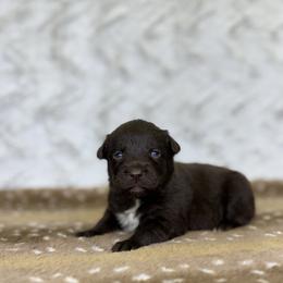 Plate - Red & white female Australian Shepherd puppy in Argyle, Iowa from Country Time Kennels