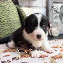 Iris - Black and white female Cardigan Welsh Corgi puppy in Casper, Wyoming from Flying Note Shorties