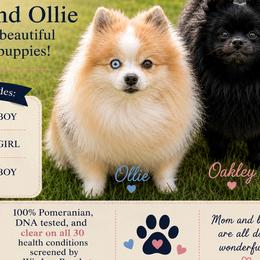 German Shepherds and Pomeranians from Twisted D's Dog and Pony Show