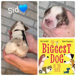 Sid - Liver white and tan male English Springer Spaniel puppy in Freeland, Michigan from McNally's Springer Spaniels