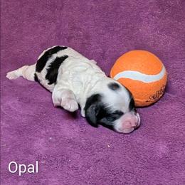Opal - Black and white female Cockapoo puppy in Sunset, Louisiana from Cano Cockapoos