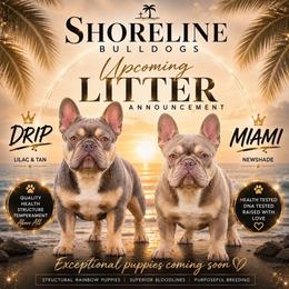 French Bulldog puppies from Shoreline Bulldogs