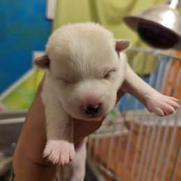 Pomsky Puppies from Valparaiso Pomskys