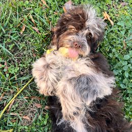 Marcia - with training - Brown and white female Cockapoo puppy in Boonville, North Carolina from Doods & Dolls
