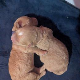 Cavapoo puppies from Home Sweet Home Puppies