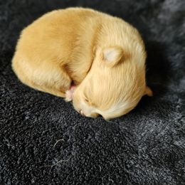 Pomeranian Puppies from Fire Dove Pom