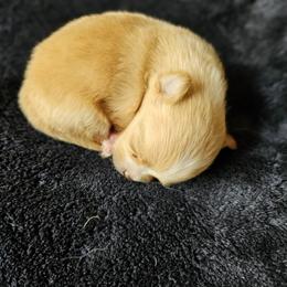 Pomeranian Puppies from Fire Dove Pom