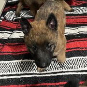 Pearl - Red sable female Belgian Laekenois puppy in Ball Ground, Georgia from COSWALD  BELGIAN  LAEKENOIS