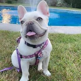 Lexi - French Bulldog