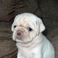 Pugs from M.R. Pugs