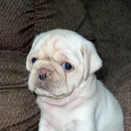 Pugs from M.R. Pugs