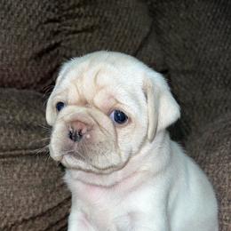 Pugs from M.R. Pugs