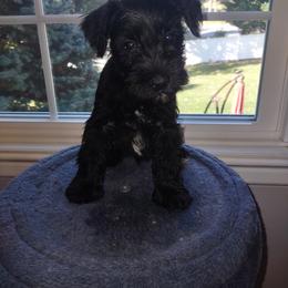 Miniature Schnauzer Puppies from Shenandoah Schnauzers