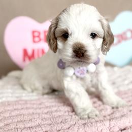 Sweat Pea - Red and white female Cockapoo puppy in Bountiful, Utah from EasyBreezyDoodles