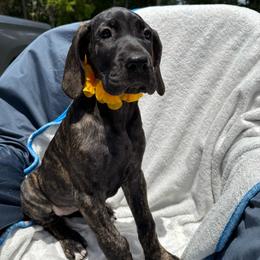 Aurelia - Brindle female Great Dane puppy in Naples, Florida from Above The Salt Danes