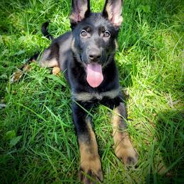 German Shepherd Puppies from Cintron K9