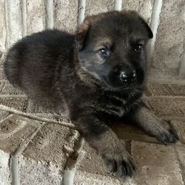 German Shepherd puppies from Providence Landhaus
