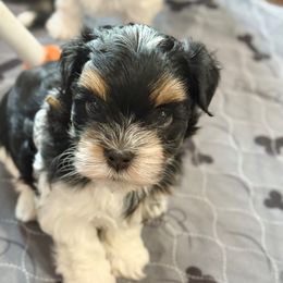 Marshall (Yellow collar) - Black and tan male Havanese puppy in Silverton, Oregon from PNW Havanese