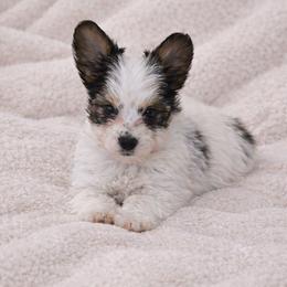Sully - Parti male Yorkshire Terrier puppy in Mountain Grove, Missouri from Precious Puppies