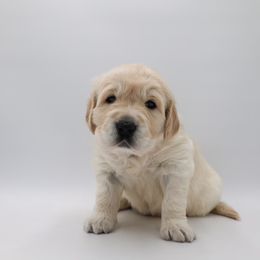 Girl 1 - Golden Retriever puppy in League City, Texas from Wild Hearts Goldens
