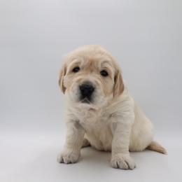 Girl 1 - Golden Retriever puppy in League City, Texas from Wild Hearts Goldens